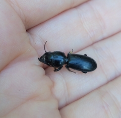 Scarites subterraneus