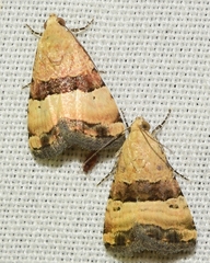 Pseudozarba bipartita