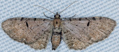 Eupithecia miserulata