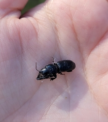 Scarites subterraneus