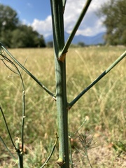 Asparagus officinalis