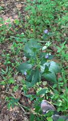 Elephantopus carolinianus