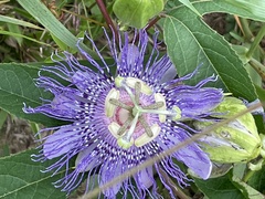 Passiflora incarnata