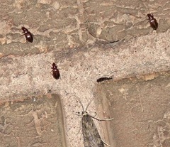 Trechus quadristriatus