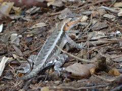 Sceloporus chrysostictus
