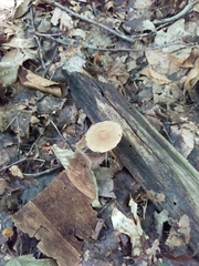 Entoloma strictius