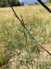 Asparagus officinalis