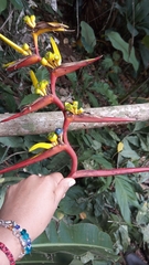 Heliconia latispatha