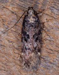 Chionodes mediofuscella