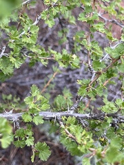 Ribes leptanthum