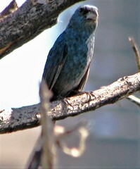 Cyanoloxia glaucocaerulea