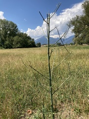 Asparagus officinalis