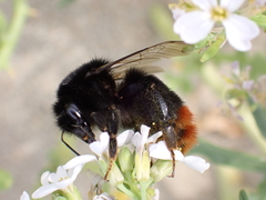 Bombus lapidarius