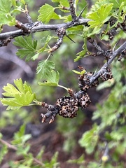 Ribes leptanthum