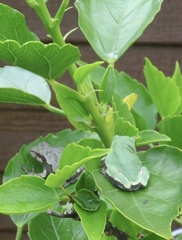 Hyla versicolor