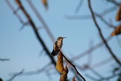 Archilochus colubris