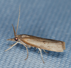 Fissicrambus mutabilis