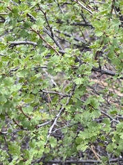 Ribes leptanthum