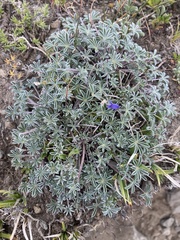 Lupinus lepidus