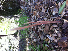 Corallorhiza striata