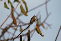 Archilochus colubris