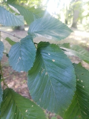 Ulmus laevis