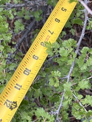 Ribes leptanthum