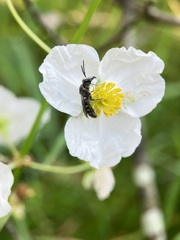 Lasioglossum coriaceum