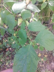 Philadelphus coronarius