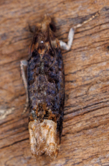 Eucosma ochroterminana