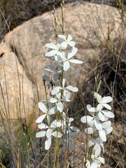 Heliophila juncea