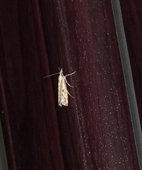 Agriphila geniculea