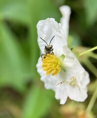 Lasioglossum coriaceum