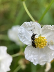 Lasioglossum coriaceum