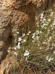 Heliophila juncea