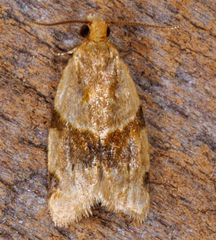 Clepsis peritana
