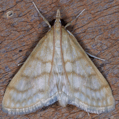 Paracorsia repandalis