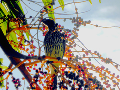 Sphecotheres vieilloti