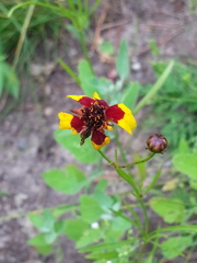 Coreopsis tinctoria