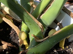 Leucocoprinus birnbaumii