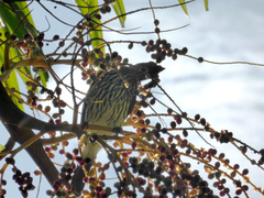 Sphecotheres vieilloti