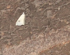 Rivula sericealis