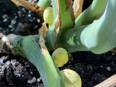 Leucocoprinus birnbaumii