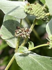Synchlora aerata