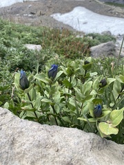 Gentiana