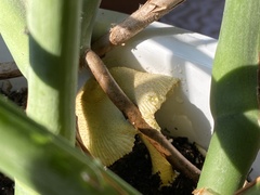 Leucocoprinus birnbaumii