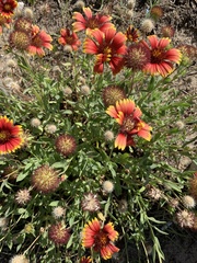 Gaillardia