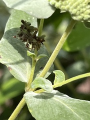 Synchlora aerata
