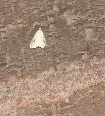 Rivula sericealis