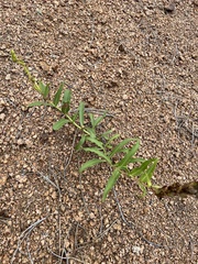 Penstemon glaber alpinus